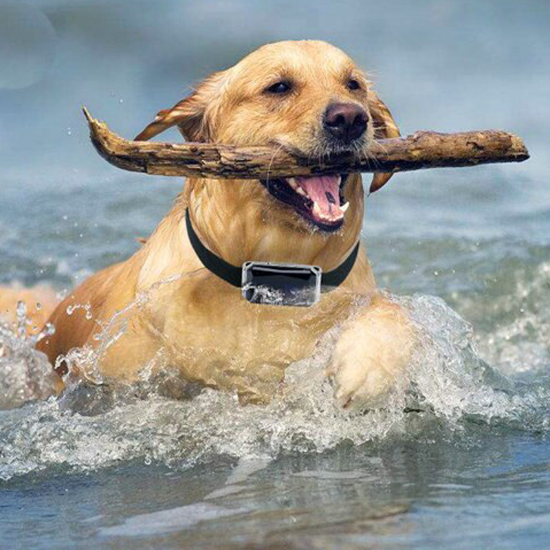 Pet GPS Tracker
