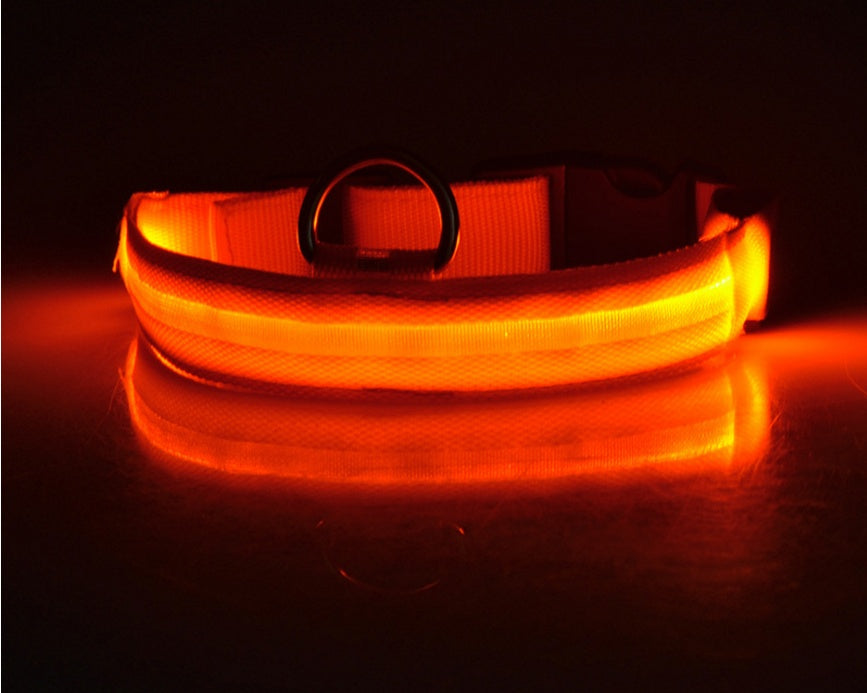 Glowing dog collar.