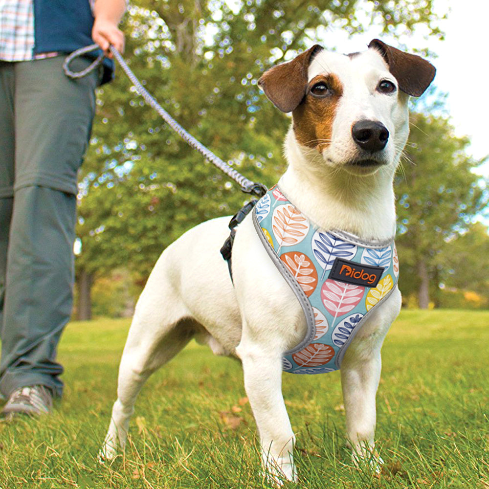 Pet leash and harness