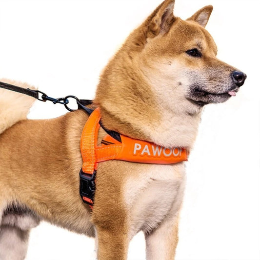 Leash on dog chest strap