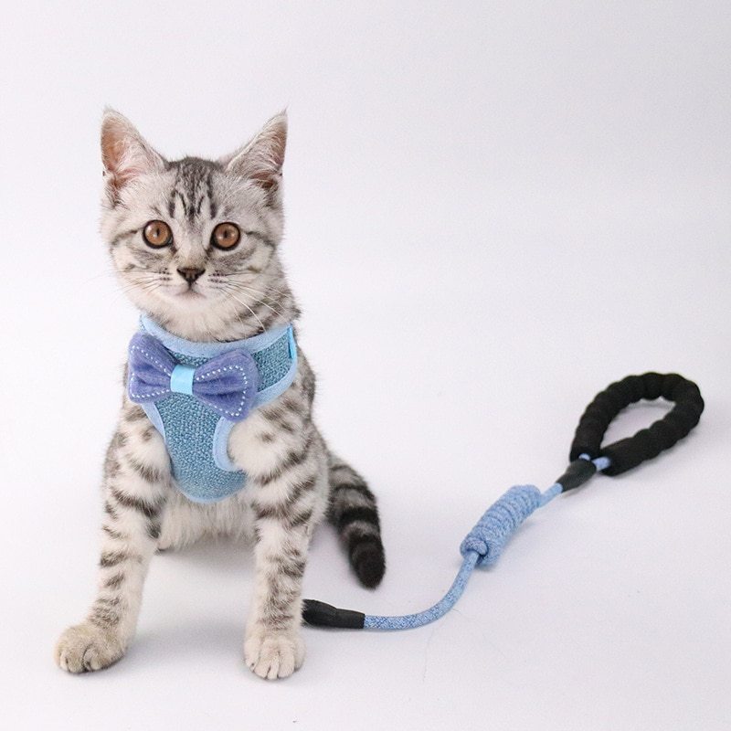 Pet chest and back leash