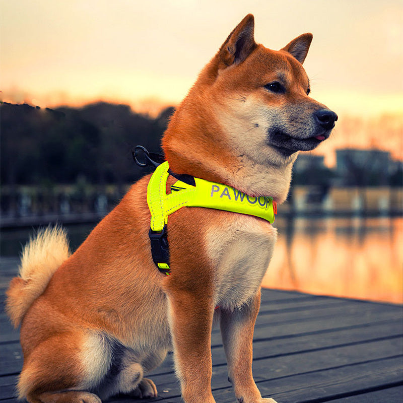 Leash on dog chest strap