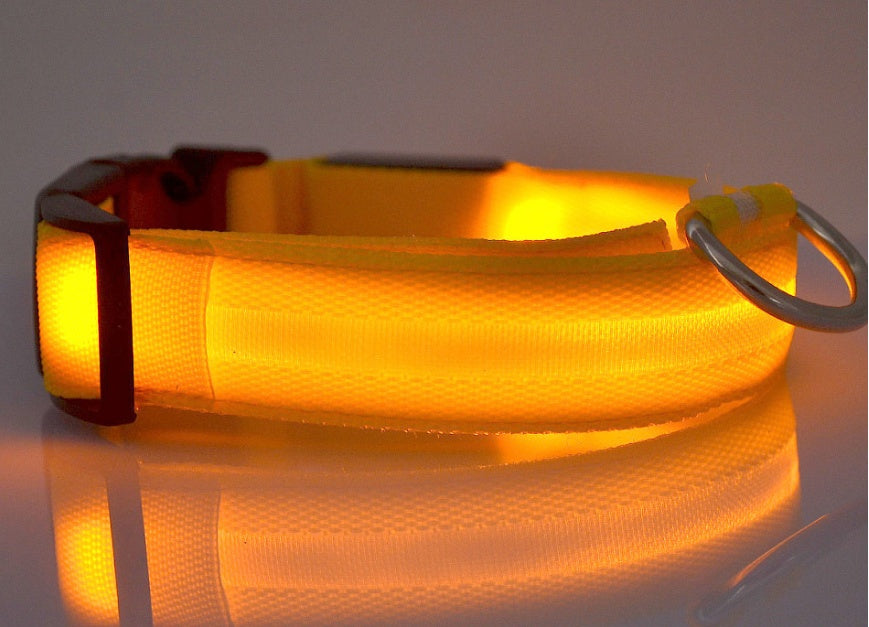 Glowing dog collar.