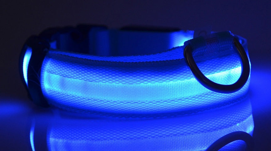 Glowing dog collar.